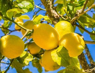 citronnier 4 saisons en pot